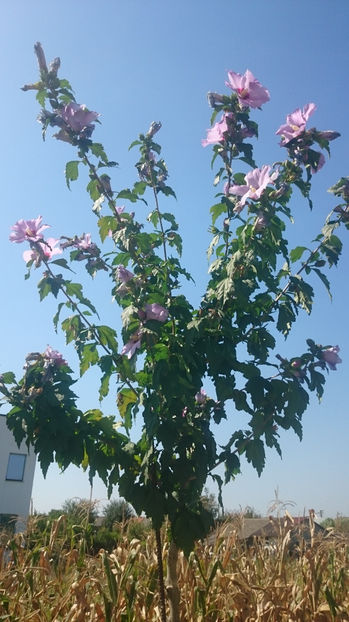  - Gradina si trandafirii 2017- IV
