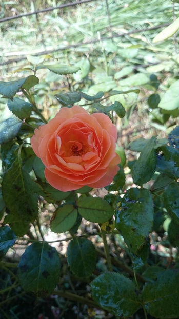 Lady Emma Hamilton - Gradina si trandafirii 2017- IV