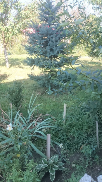  - Gradina si trandafirii 2017- IV