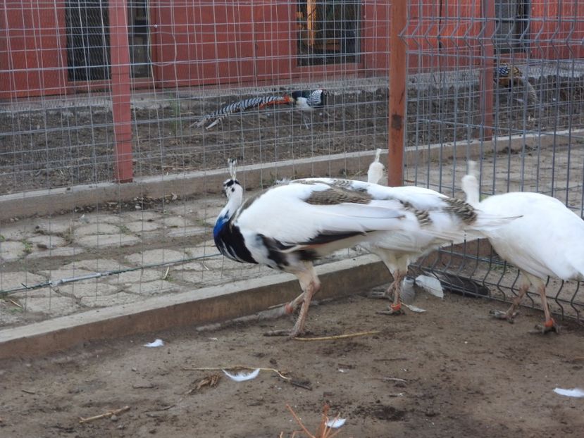  - pauni albi si arlechin