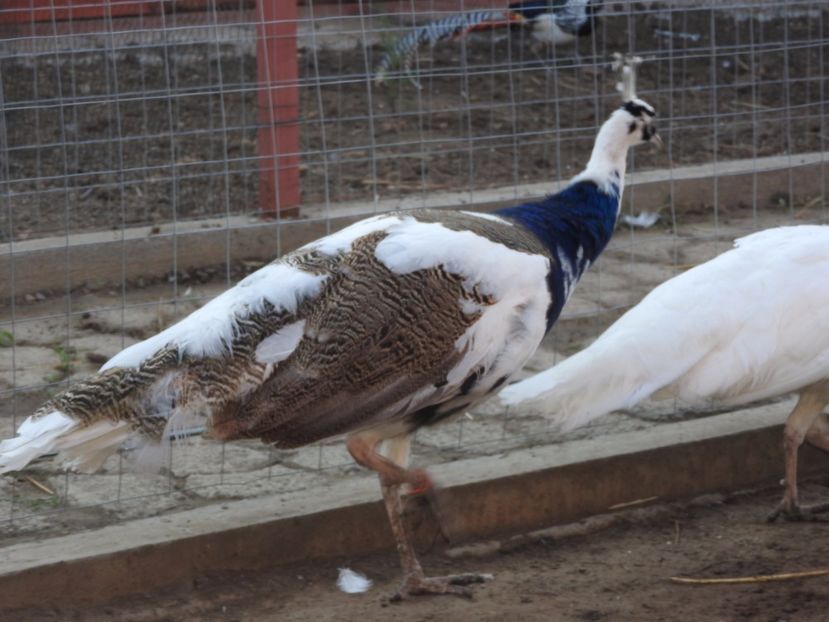  - pauni albi si arlechin