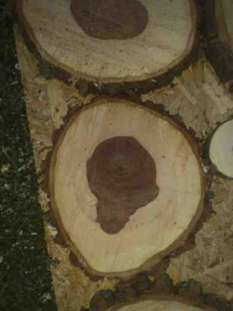 lemn de ulm - Rustic caramida-imitatie-piatra-lemn