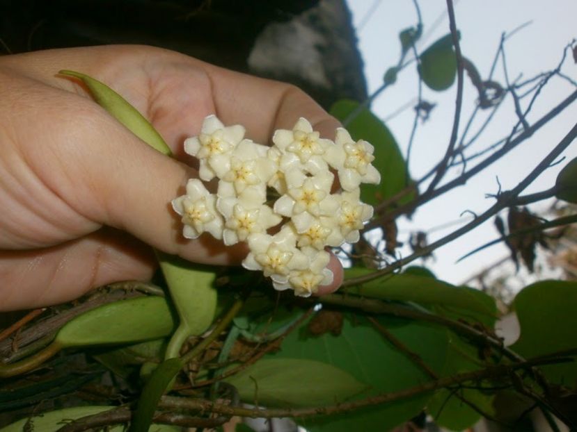 HOYA CELATA-poza net - Celata sau Hoya Pubicalyx White Dragon