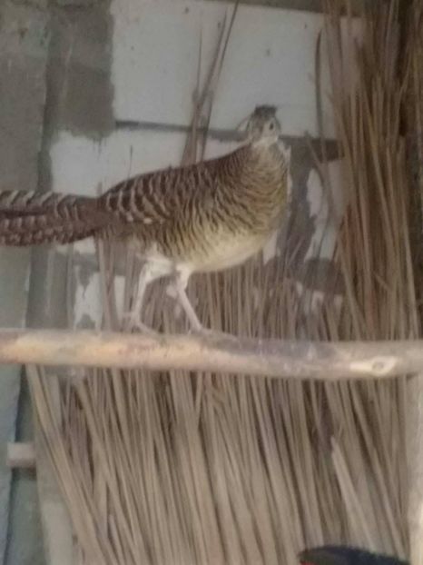 21618118_1663536057013417_1163117497_o - fazani diamant