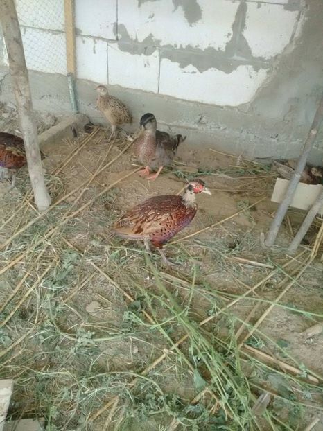 21584146_1663536820346674_611942034_o - fazani comuni