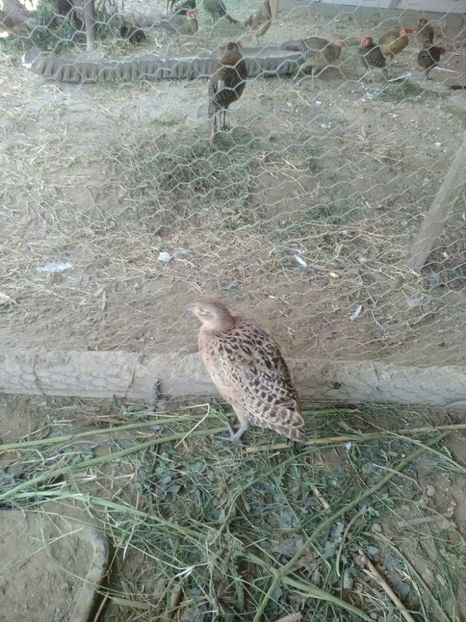 21585602_1663537377013285_495656528_o (1) - fazani comuni