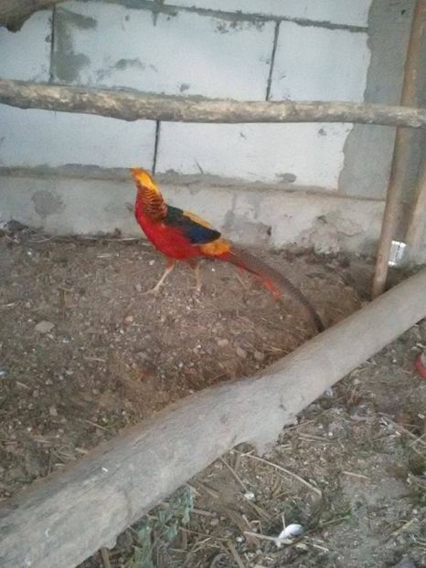 21146741_1649567345076955_2089502455_o - fazani auriu pe rosu