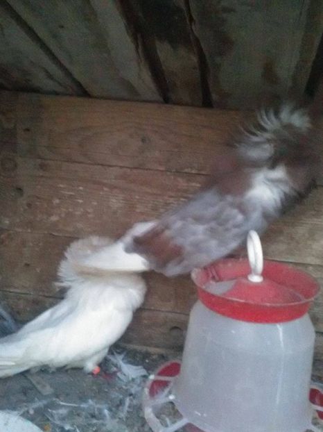 21125165_1649567005076989_1728368770_o - maria stuart