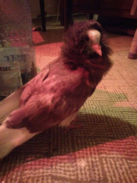 20257789_1613600915340265_1968816036_o - maria stuart