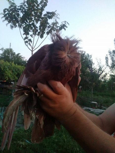 21123022_1649566585077031_1904573630_o - tobosari de buhara