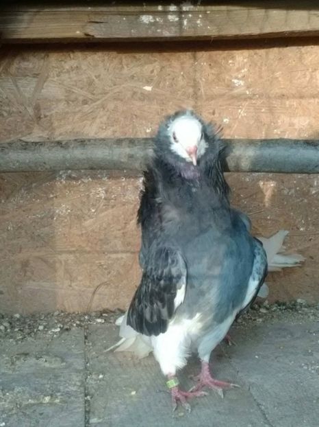 21441329_1659322854101404_2103004125_o - capucini