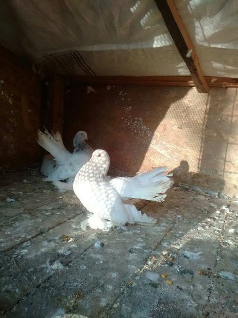 21390239_1659322037434819_1151001922_o - rostowi