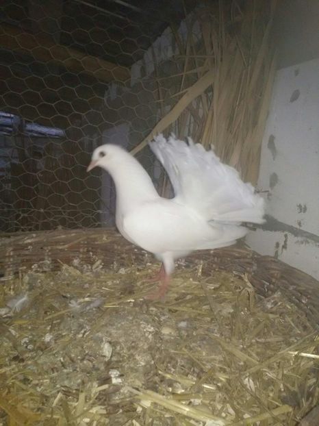 21534624_1661723937194629_182364836_o - voltati