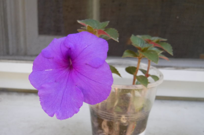 India - Achimenes