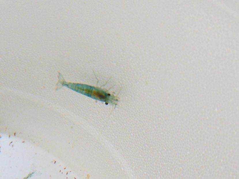 Neocaridina davidi var. Blue Jelly - Creveti