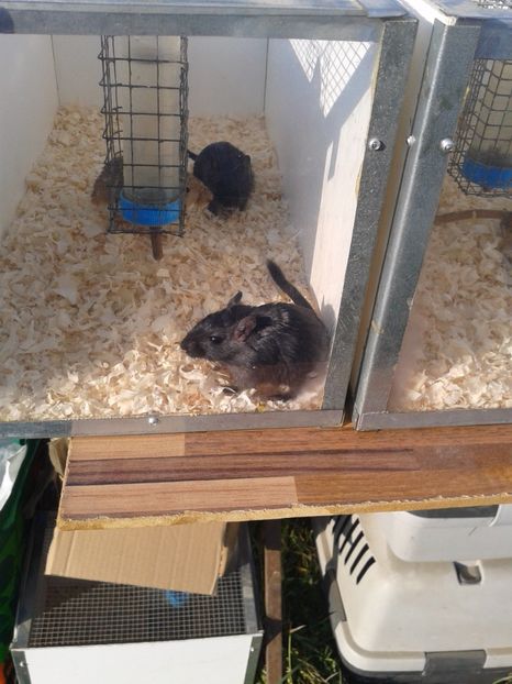 Fotografie0115 - 23---targ monor 10 09 2017