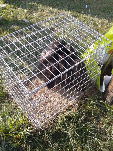 Fotografie0117 - 23---targ monor 10 09 2017