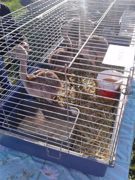 Fotografie0119 - 23---targ monor 10 09 2017