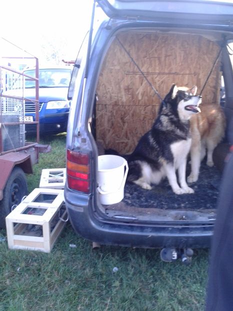 Fotografie0120 - 23---targ monor 10 09 2017