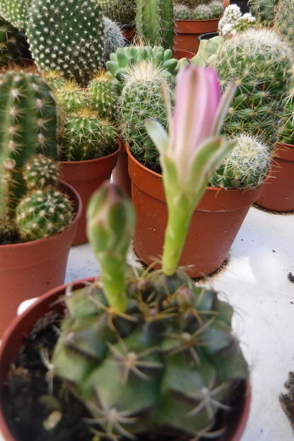  - Cactusi - infloriri