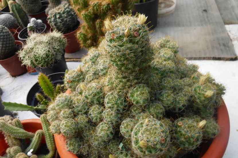  - Cactusi - infloriri