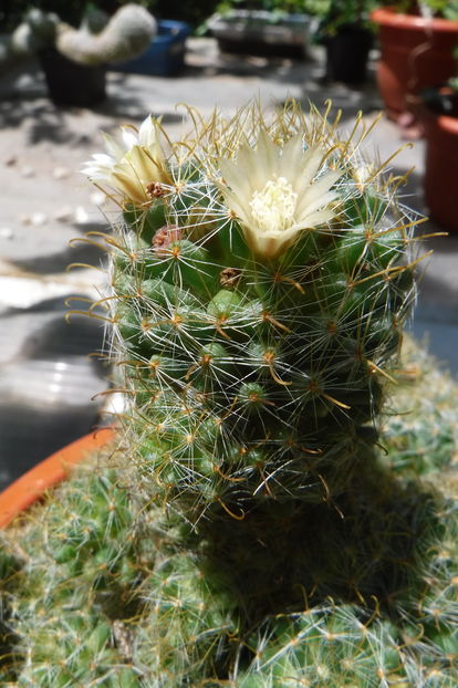  - Cactusi - infloriri