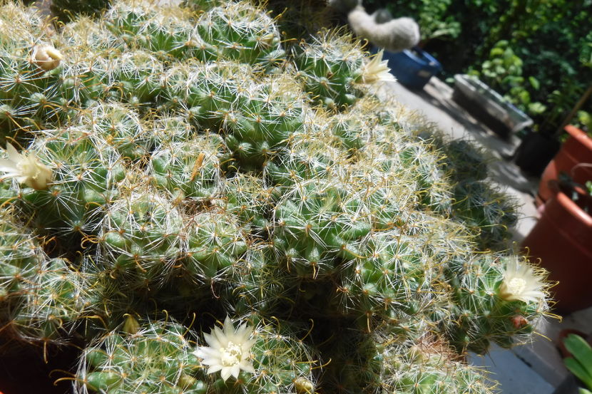  - Cactusi - infloriri