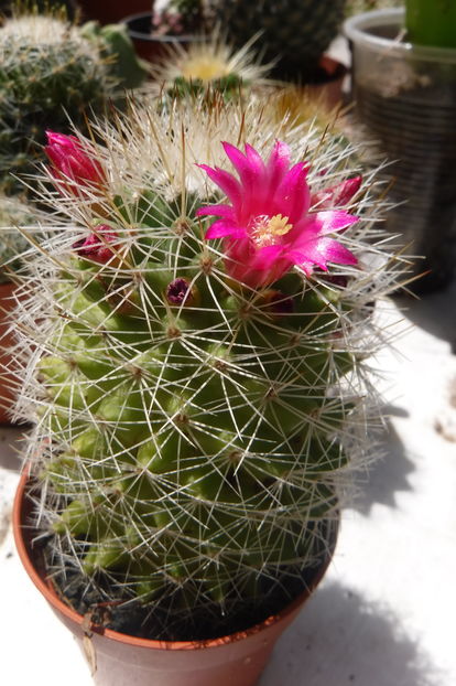  - Cactusi - infloriri