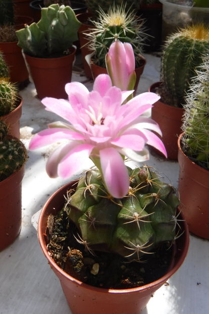  - Cactusi - infloriri