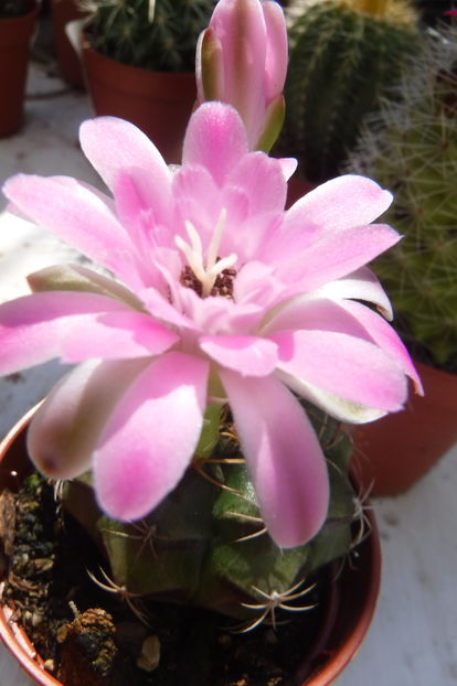  - Cactusi - infloriri