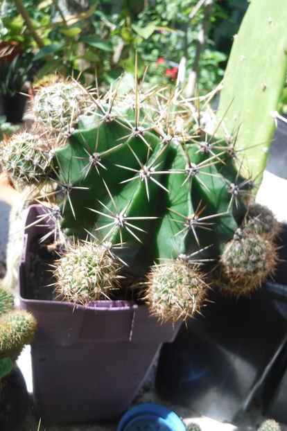  - Cactusi - infloriri
