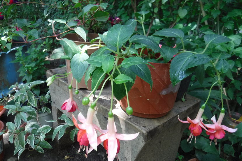 Dancing Flame - Fucsii