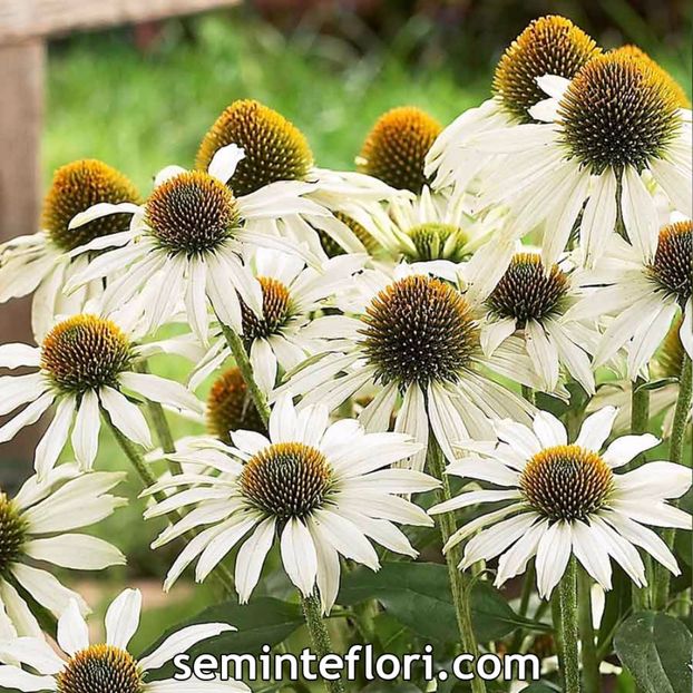 Seminte flori Echinacea White Swan Primadonna - Seminte de Echinacea White Swan Primadonna