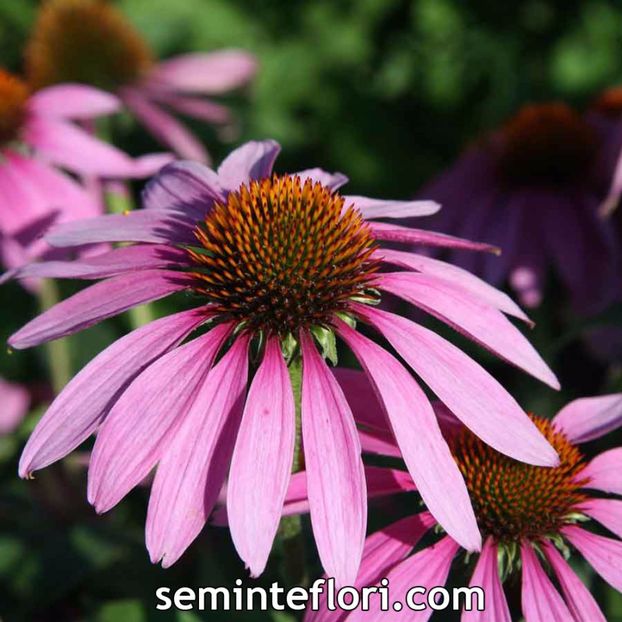 Seminte flori Echinacea Purpurea Purple Coneflower - Seminte de Echinacea Purpurea Purple Coneflower