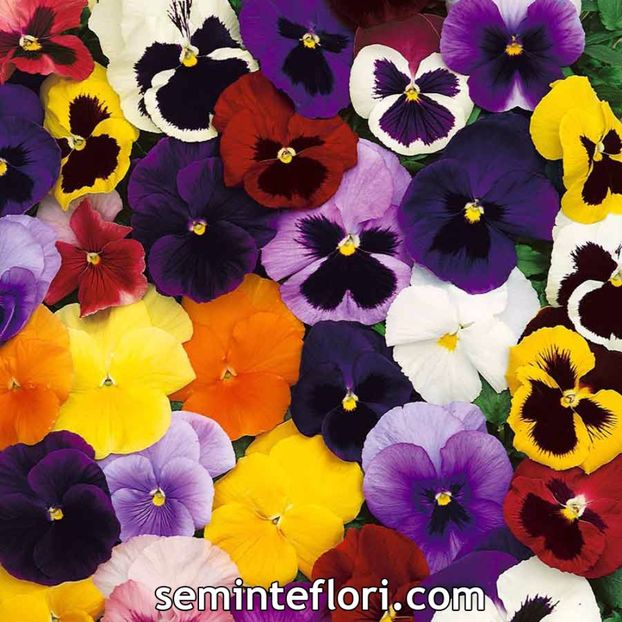 Seminte flori Pansy Winter Flowering Mix - Seminte de Panselute - Pansy Winter Flowering Mixed