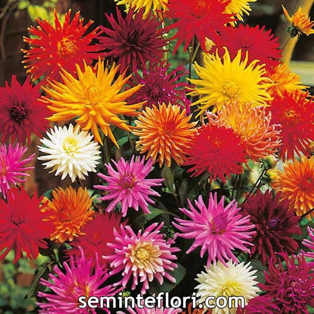 Seminte de Dahlia Cactus Hybrids Mixed - Seminte de Dalie hibrida - Dahlia Cactus Hybrids Mixed