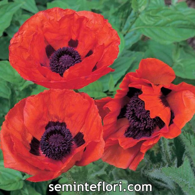 Seminte flori Poppy Papaver Brilliant - Seminte de Mac Rosu Peren - Poppy Papaver Brilliant