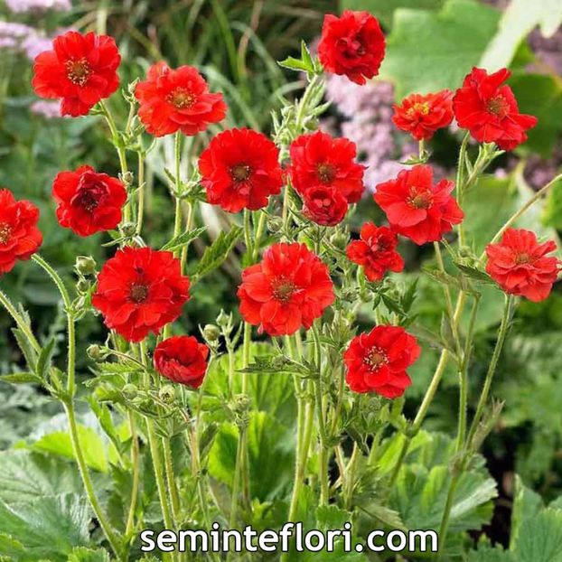 Seminte flori Geum Flora Plena Blazing Sunset - Seminte de Cuisorita - Geum Flora Plena Blazing Sunset