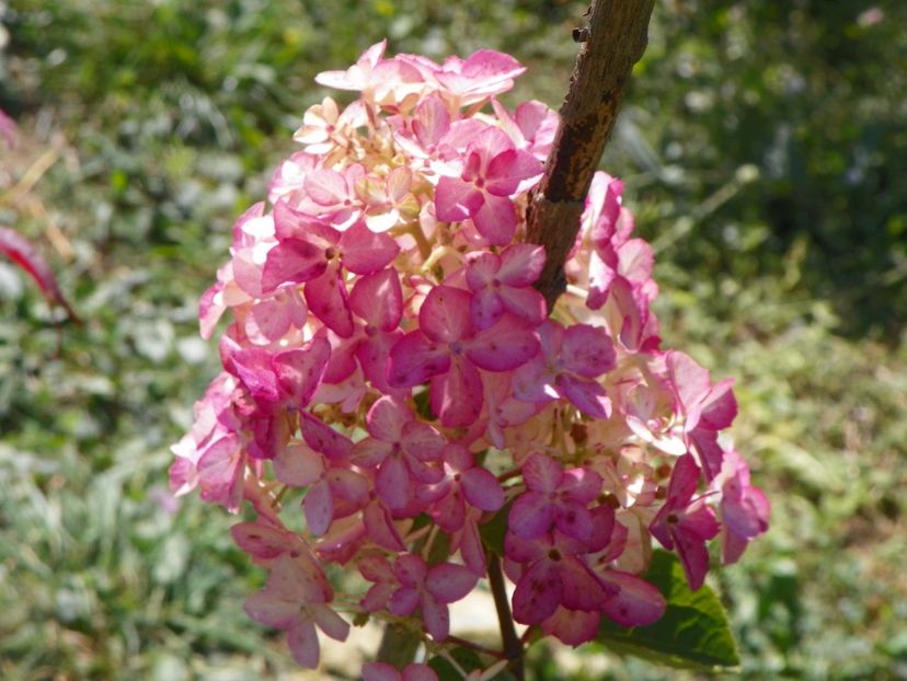hydrangea pan. Fraise Melba - Dobarland 2017 2