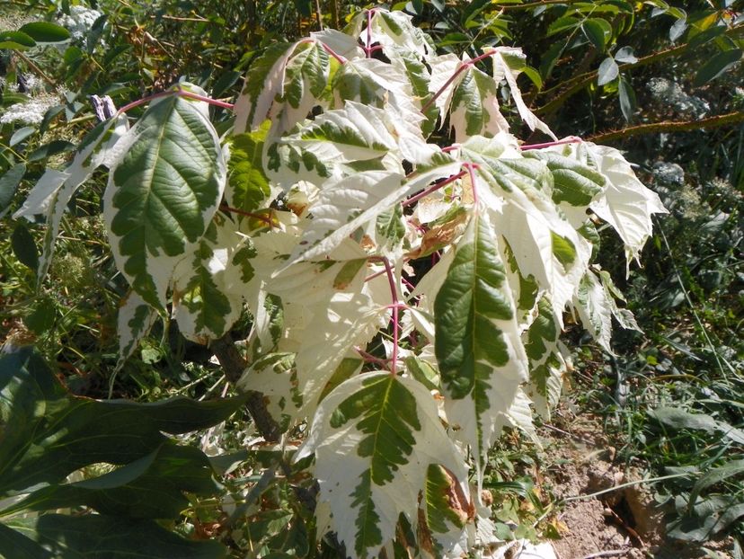 acer negundo Flamingo - Dobarland 2017 2