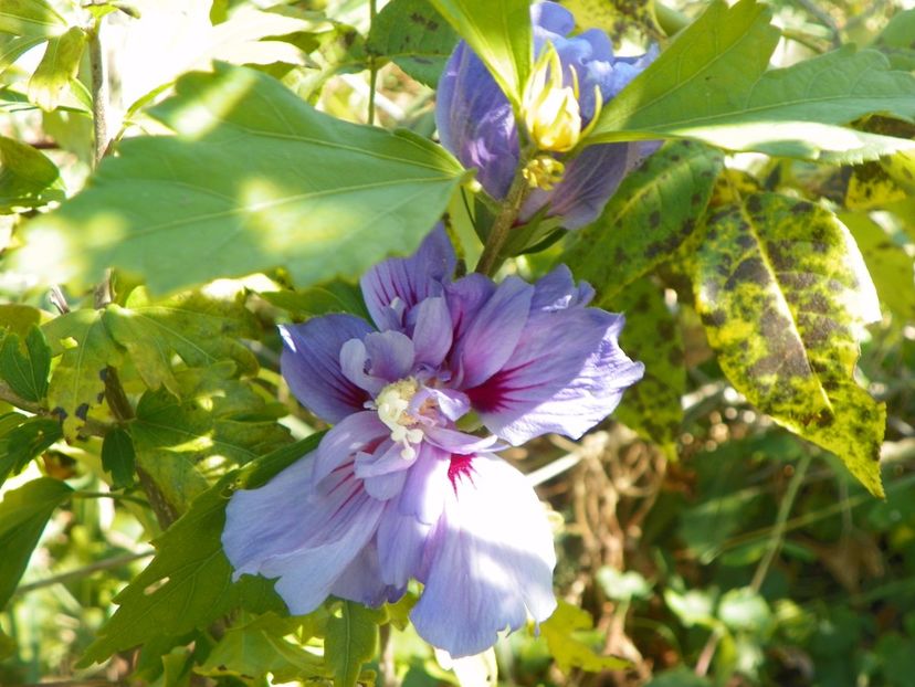 hibiscus syr. Blue Chiffon - Dobarland 2017 2