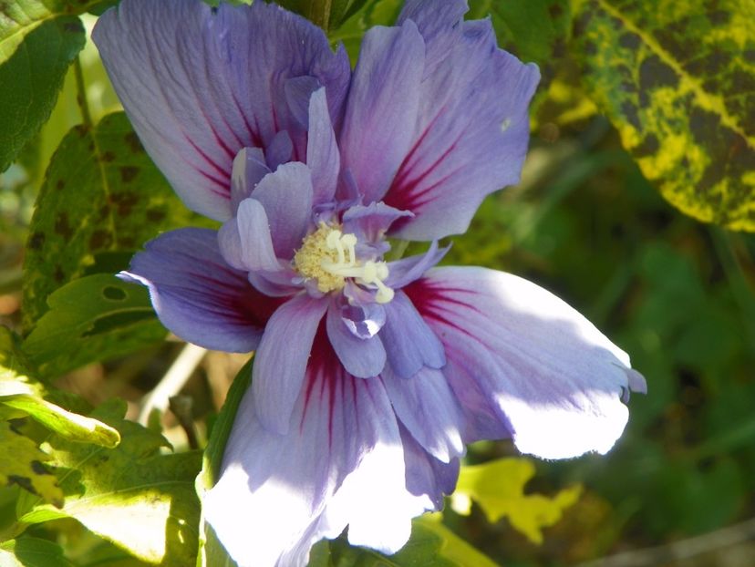 hibiscus syr. Blue Chiffon - Dobarland 2017 2
