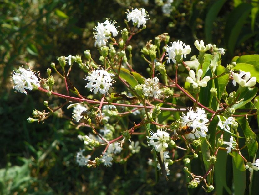 heptacodium miconioides - Dobarland 2017 2