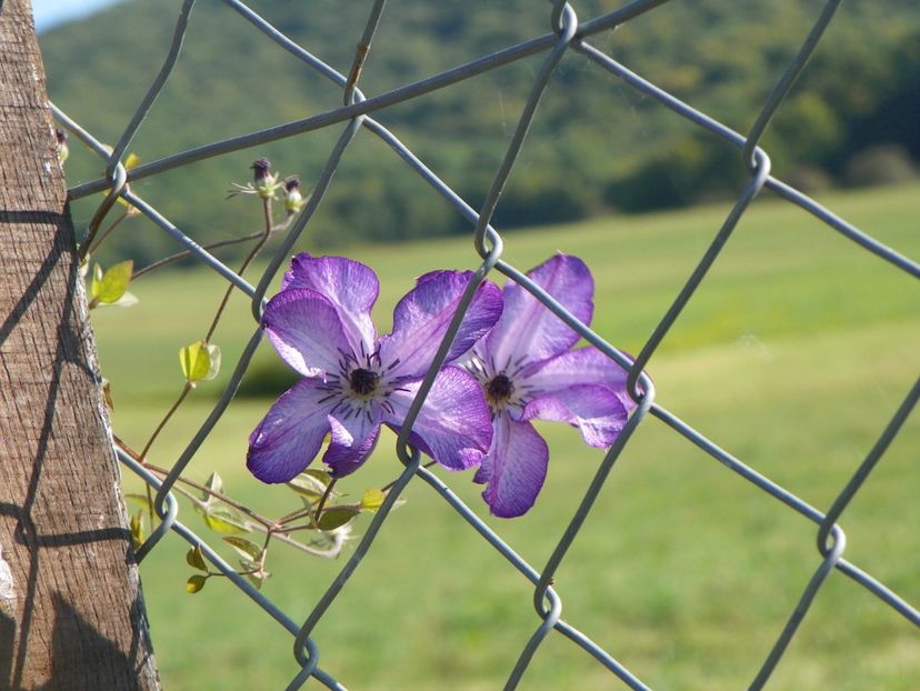 clematis Venosa Violacea - Dobarland 2017 2