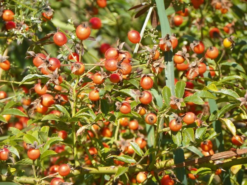 Rosa helenae semiplena - Trandafiri 2017 3