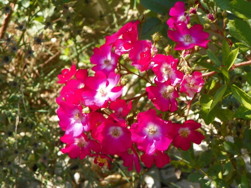 Red Ballerina - Trandafiri 2017 3