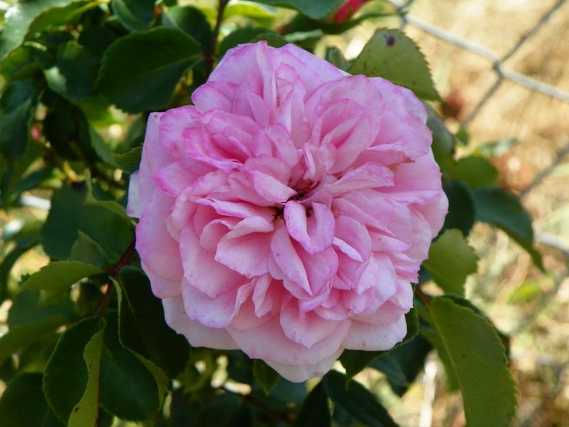 Pirouette - Trandafiri 2017 3