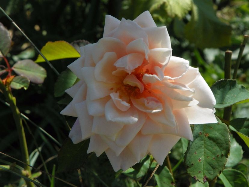 Gruss an Aachen - Trandafiri 2017 3