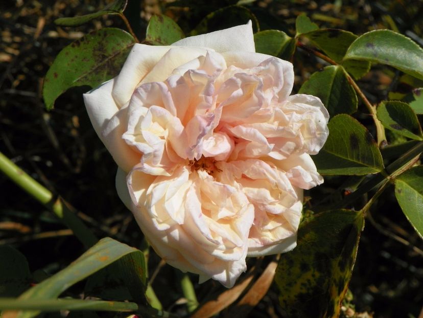 Gloire de Dijon - Trandafiri 2017 3