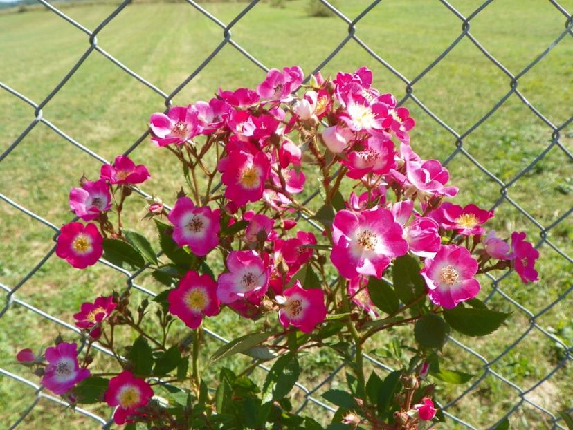 Mozart - Trandafiri 2017 3